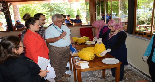 Kırkağaçın En Güzel Kavunu Seçildi