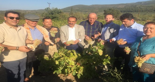 Selçukta Üzüm Festivali Coşkusu