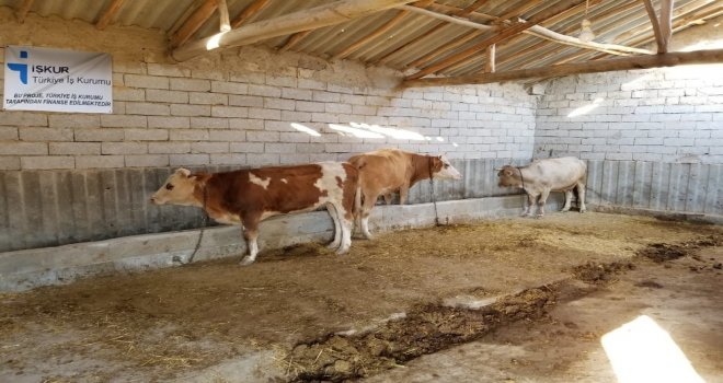 Denetimli Serbestlik Hükümlüleri Süt İnekçiliği Projesiyle Meslek Edinebilecek