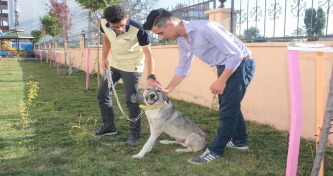 Ölüme Terk Edilen Köpek, Engellilerin ‘Dostu Oldu