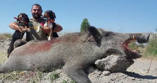 250 Kiloluk Yaban Domuzunu Avladı