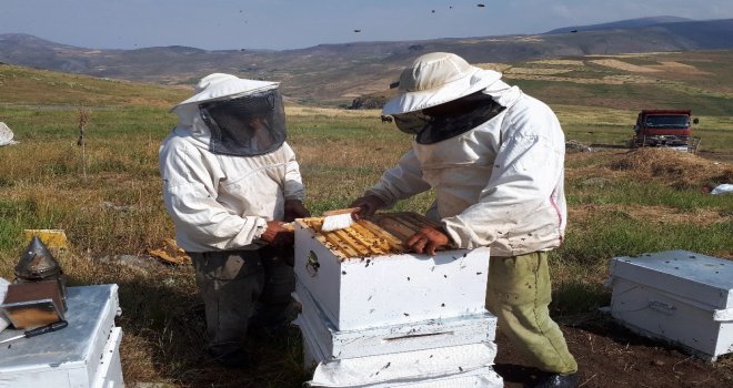Tuzlucada Bal Sağımı Başladı