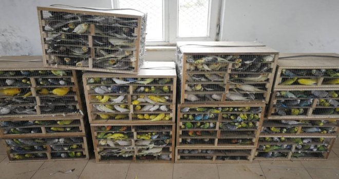Edirnede 2 Bin 456 Adet Kaçak Kanatlı Hayvan Yakalandı