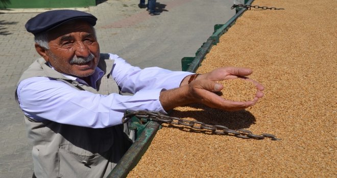Çiftçiler, Tmonun Buğday Alımından Memnun