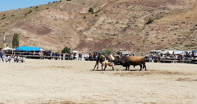 İspirde Önce Boğalar Sonra Çevredekiler Güreşti