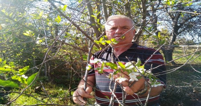 Vişne Ağacı Sonbaharda Çiçek Açtı