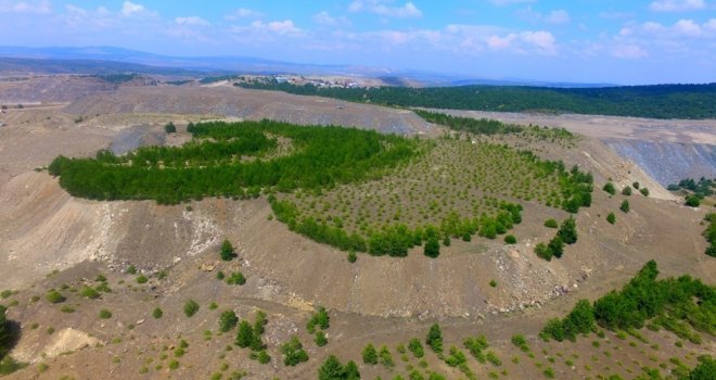 Kütahyada Eski Maden Sahaları Ağaçlandırılıyor