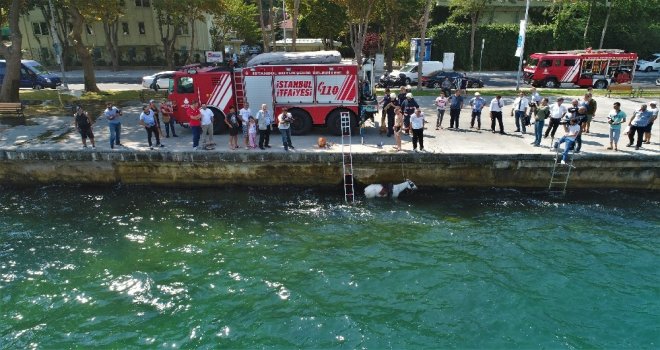 Sariyerde Denize Düşen Atın Kurtarılma Anı Havadan Görüntülendi