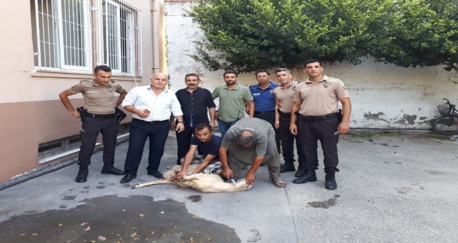 Tarsus Polisinden Örnek Davranış