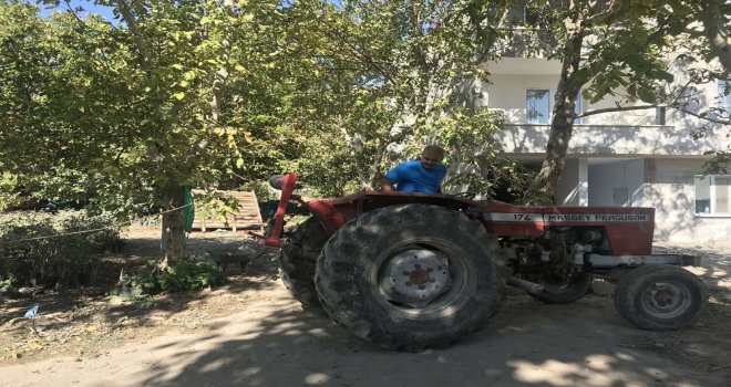 Adilcevazda Ceviz Hasadı Başladı