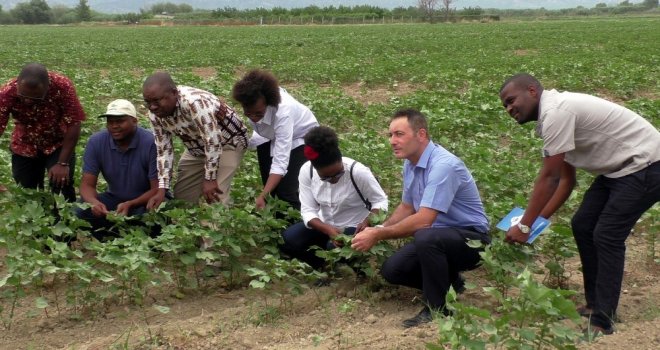 Türk Pamuğu Mozambikte De Yetişecek