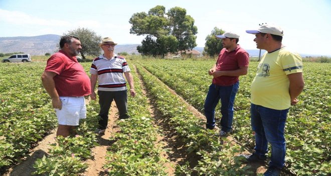 Beyaz Altın Yeniden Rağbet Görmeye Başladı
