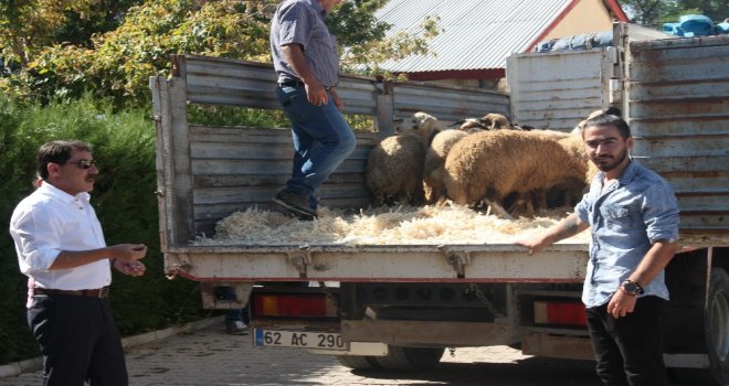 Tuncelide Genç Çiftçilere Bin 20 Koyun Dağıtıldı