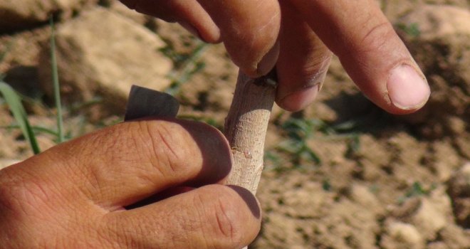 Gercüşte Fıstık Ağaçları Aşılanmaya Başlandı