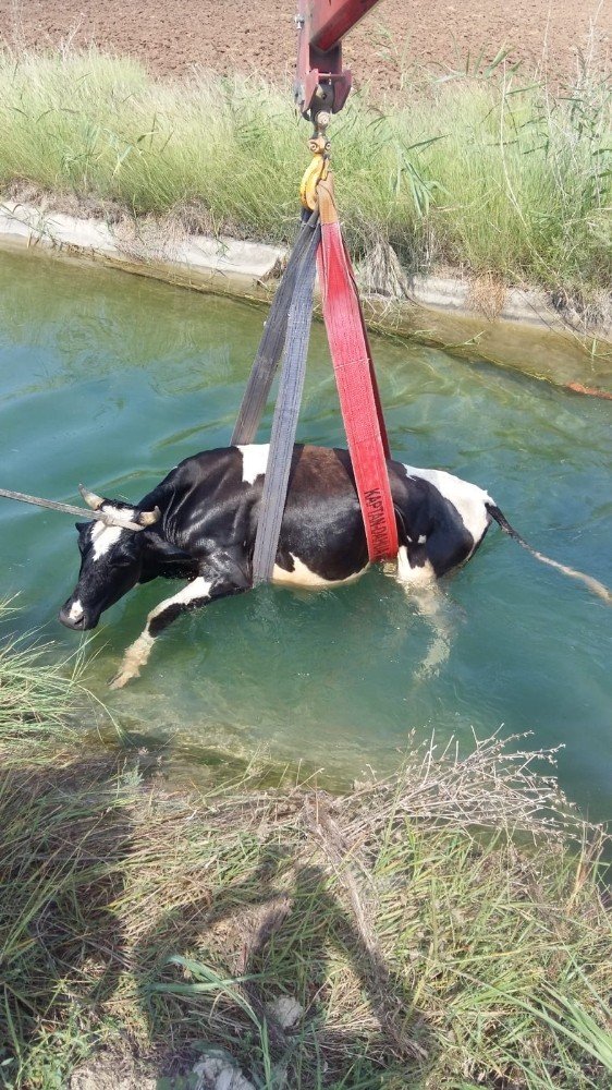 Adanada Sulama Kanalına Düşen İnek Kurtarıldı