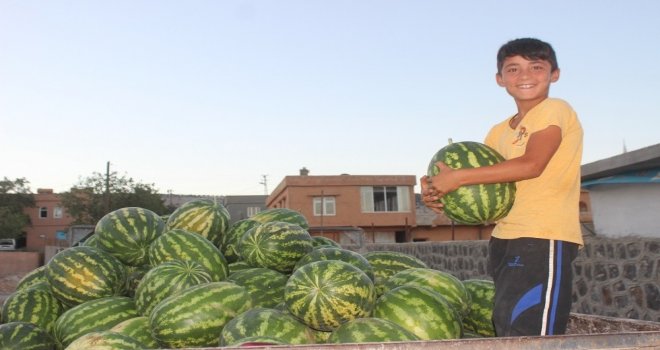 Yavuzeli Çiftçisinden Organik Tarım Tavsiyesi