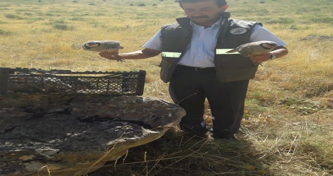 Gevaşta Kaçak Avlanan 8 Kınalı Keklik Ele Geçirildi
