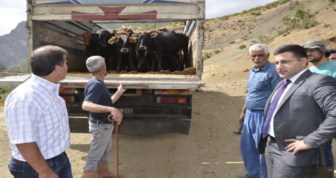 Beytüşşebapta Genç Çiftçilere Büyükbaş Hayvan Dağıtıldı