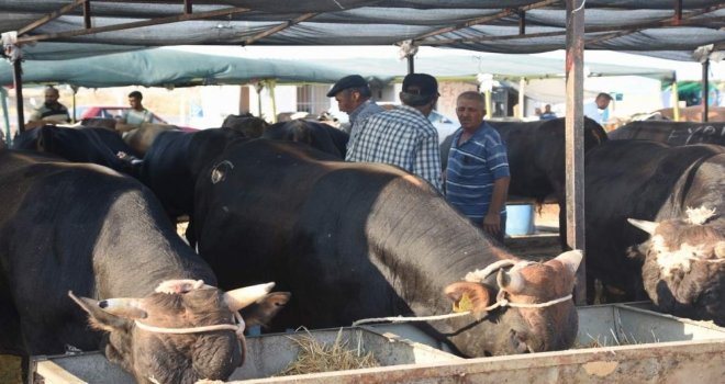 Aliağada Kurban Kesim Yerleri Ve Fiyatları Belirlendi