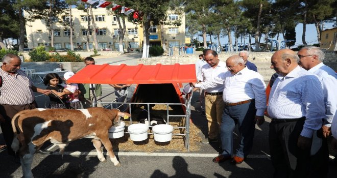 Mersinde Üreticiye Buzağı Barınağı Desteği