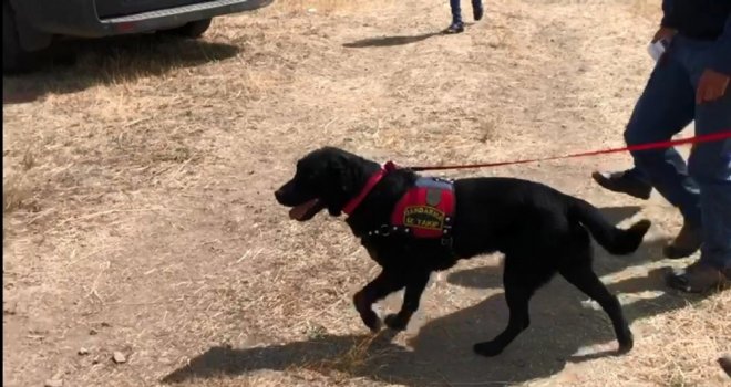 Küçük Sedanuru ‘Atak Buldu