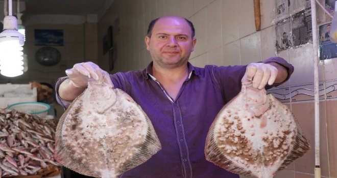 Karadenizde “Palamut” Ve “Kalkan Balığı” Bereketi