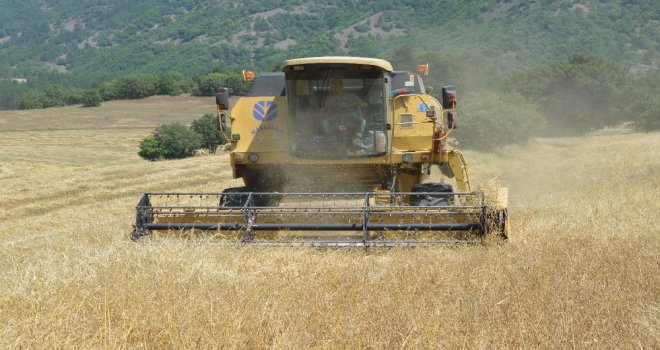 (Özel) Buğdayın Atası ‘Siyezin Hasadı Devam Ediyor