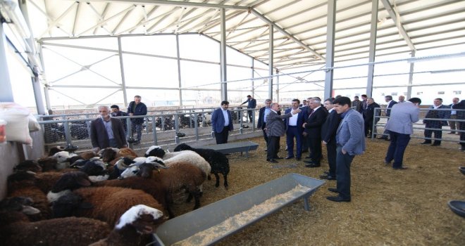 Bingölde Kurban Satış Ve Kesim Yerleri Belirlendi