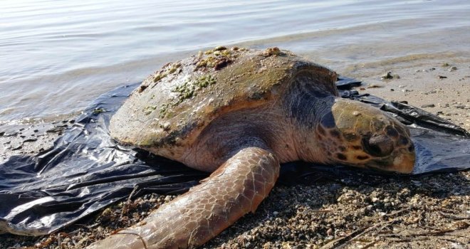 70 Yaşındaki Dev Deniz Canlısı Son Anda Kurtarıldı