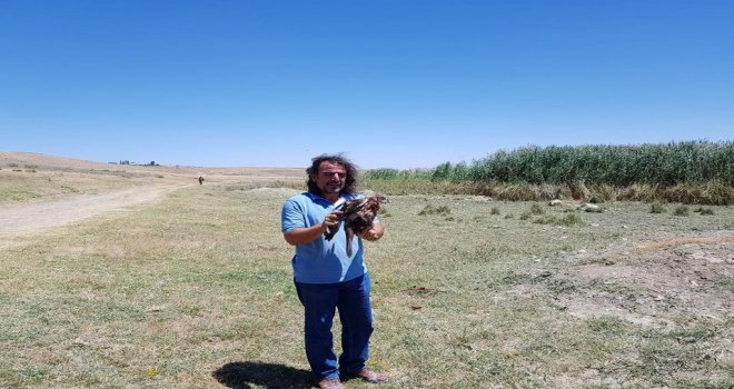 Tedavileri Tamamlanan 2 Kızıl Şahin Özgürlüğe Kanat Çırptı