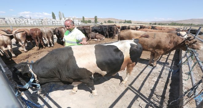 Hayat Ağacı Derneği 120 Adet Kurban Kesti