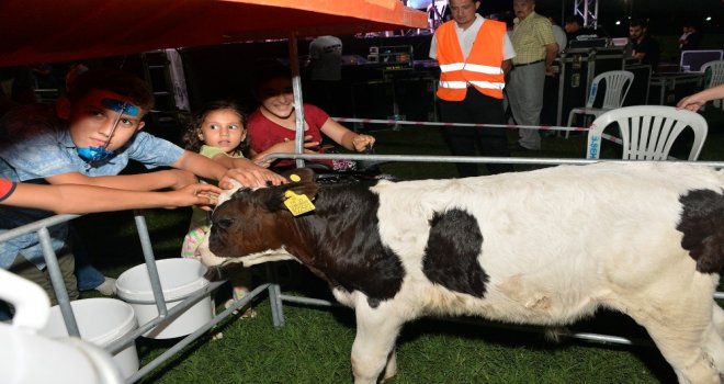 Mersin Büyükşehir Belediyesi Buzağı Barınağı Dağıttı