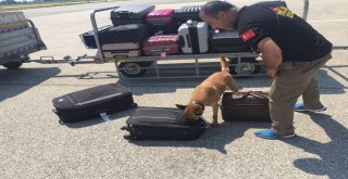 Narkotimin Gözdelerinden Cankız İş Başında