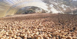 Tariş İncir Fiyatlarını Açıkladı