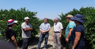 Aydında, Akdeniz Meyve Sineğine Karşı Önlemler Arttırıldı