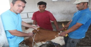 Iğdırda Şap Aşılama Kampanyası