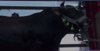 Şampiyon Boğalar Törenlerle Karşılandı