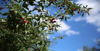 Bayburtta Vişne Hasadı