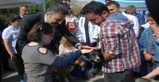 Kedinin Asılı Olarak Bulunması Olayına Tepkiler