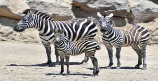 Doğal Yaşamın Yeni Maskotları: Çilli Ve Zilli