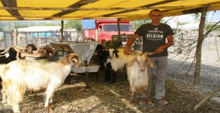 Kurban Kesim Yeri Ve Kesim Ücretleri Belli Oldu