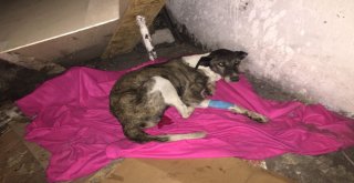 Yürek Sızlatan Görüntüye Hayvanseverden Çağrı: Ne Olur Yardım Edin