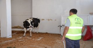 Kesileceğini Anlayan Kızgın İnek İğneyle Sakinleştirildi