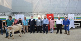 Hisarcıkta 6 Genç Çiftçiye 30 Büyükbaş Hayvan Dağıtıldı