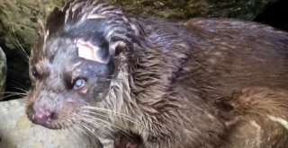 Nesli Tükenme Tehlikesi Yaşayan Hayvanı Yaralı Buldular