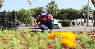 Mersin Caddeleri Mevsim Çiçekleriyle Renkleniyor