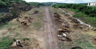 Beykozdaki Atlar Kamyonlarla Şehir Dışına Götürülüyor
