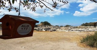 Troyanın Kuşlarına Yuva