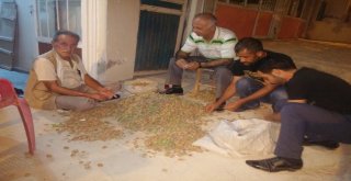 Gercüşte Badem Hasadı