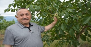 Dağı Taşı Ceviz Fidanı İle Doldurdu